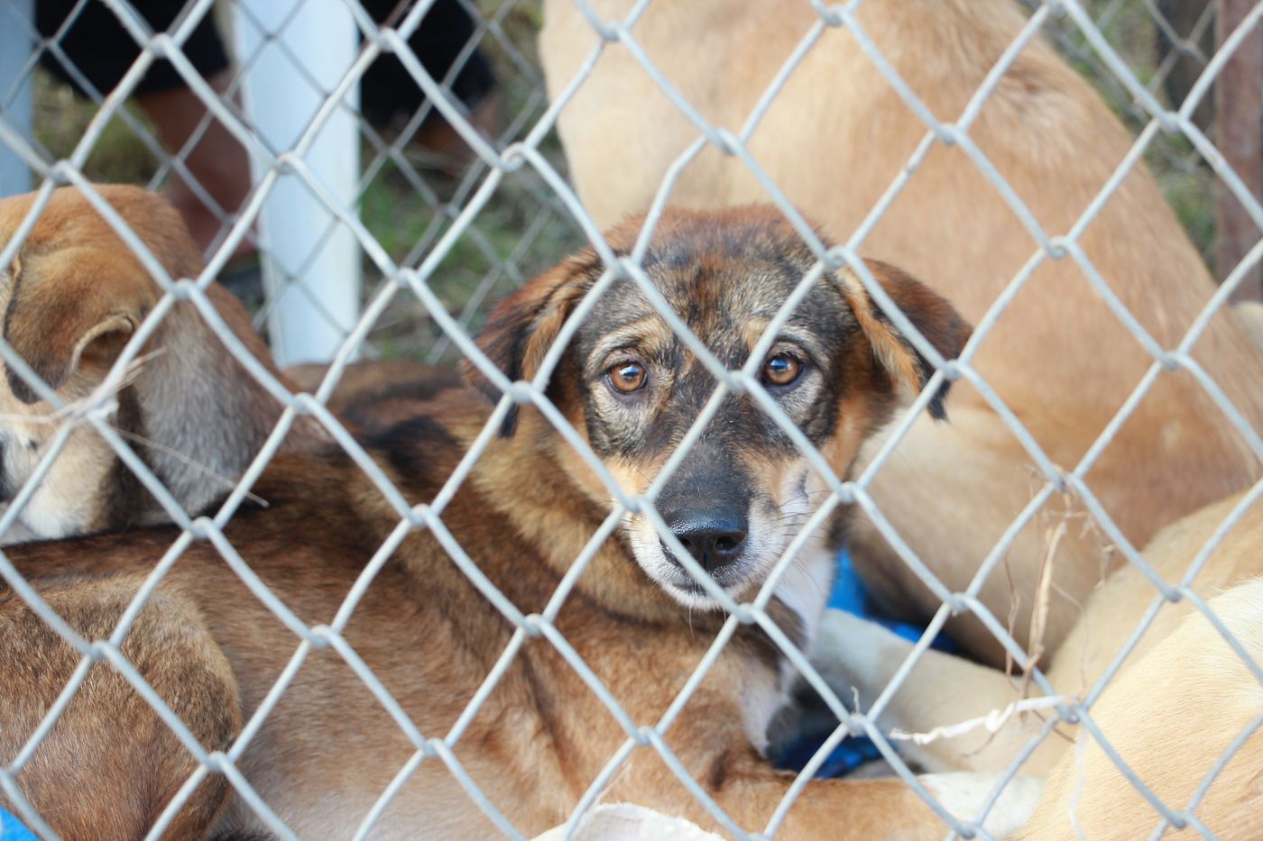 Primo piano di un cane che guarda attraverso la rete di un rifugio