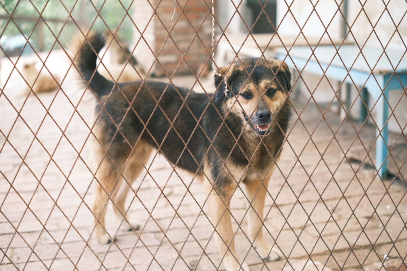Un cane dietro la rete del recinto guarda verso la fotocamera