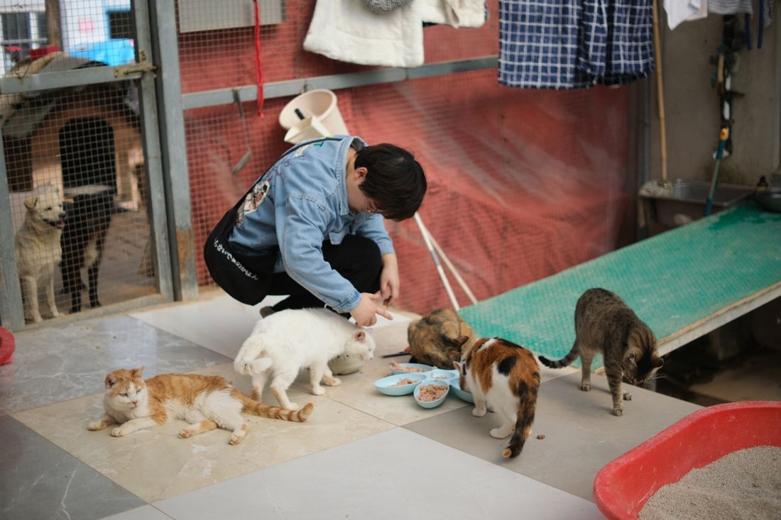 Una persona dà da mangiare ai gatti in un rifugio